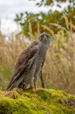 Peregrine Falcon (Falco Peregrinus) Çam Ağaçlarının Önündeki Dalda Sürünür