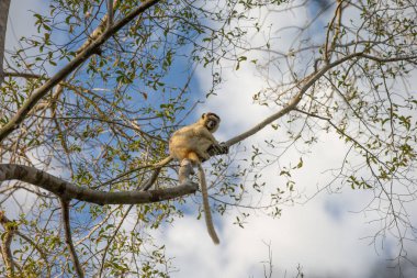 Madagaskar yağmur ormanlarındaki bir ağacın dalında küçük bir lemur..