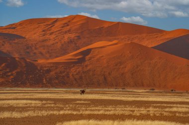 Namib Çölü 'nde kum tepeleri ve Namibya' nın ön planında ağaçlar.