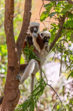 Afrika, Madagaskar, Anosy, Berenty Reserve. Halka kuyruklu lemur, Lemur catta. Portre