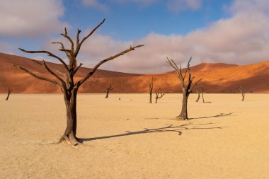 Ölü Camelthorn ağaç kırmızı tepeleri ve Deadvlei, Sossusvlei mavi gökyüzünde karşı. Namib-Naukluft Milli Parkı, Namibya, Afrika