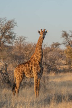 Zürafa Kenya masai Mara. (Giraffa reticulata) Günbatımı.