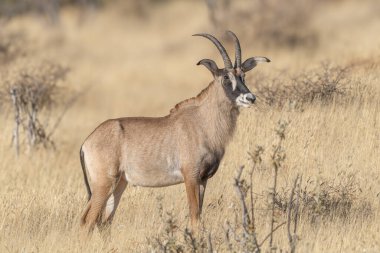 Samur antilop (Hippotragus Nijer)
