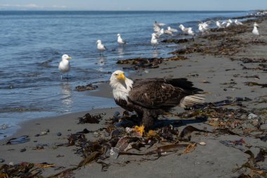 Kel kartal (Haliaeetus leucocephalus), Kuzey Amerika 'da yaşayan büyük bir yırtıcı kuş türüdür. Amerika Birleşik Devletleri 'nin ulusal kuş ve devlet sembolüdür..