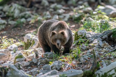 Wild Brown Bear (Ursus arctos) . Natural habitat. Slovakia clipart