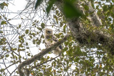 Harpy Eagle (Harpia harpyja), Esir hayvan, Panama Orta Amerika Venezuela.