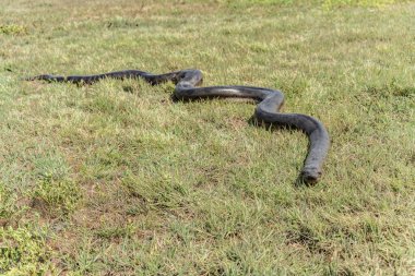 6 metrelik Anakonda büyüklüğünde (Eunectes murinus) Güney Amerika Venezuela.