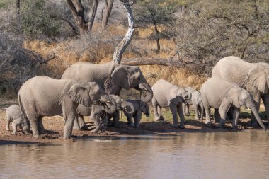 Clsoe up of African Bush Elephants walking on the road in wildlife reserve. Maasai Mara, Kenya, Africa. (Loxodonta africana)