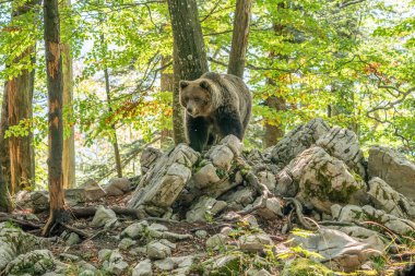 Vahşi Boz Ayı (Ursus arctos). Doğal yaşam alanı. Slovakya