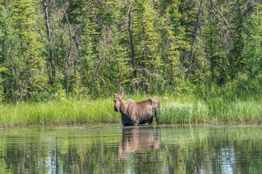 Geyik (Alces alces americanus)