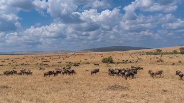 Wildebeest migration, Serengeti National Park, Tanzania, Africa