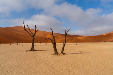 Ölü Camelthorn ağaç kırmızı tepeleri ve Deadvlei, Sossusvlei mavi gökyüzünde karşı. Namib-Naukluft Milli Parkı, Namibya, Afrika