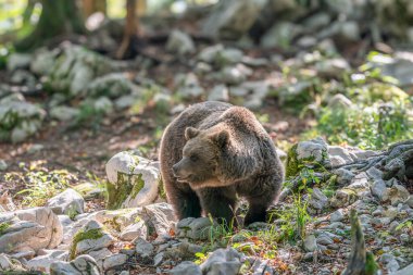 Vahşi Boz Ayı (Ursus arctos). Doğal yaşam alanı. Slovakya