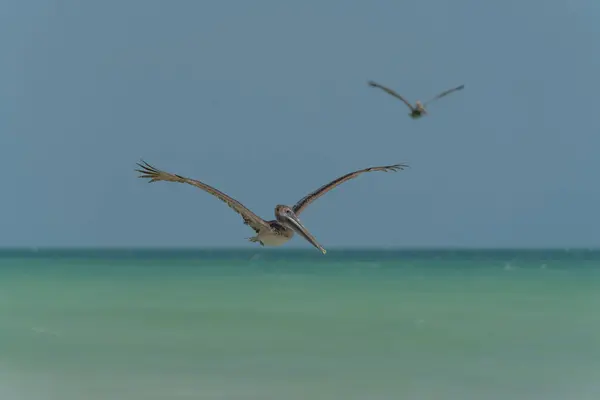 stock image The brown pelican (Pelecanus occidentalis) is a large bird of the pelican family