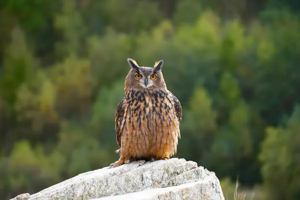 stock image The great eagle owl (Bubo bubo) is a large species of owl in the Strigidae family. It is the largest European owl.