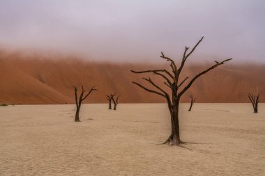 Ölü Camelthorn ağaç kırmızı tepeleri ve Deadvlei, Sossusvlei mavi gökyüzünde karşı. Namib-Naukluft Milli Parkı, Namibya, Afrika