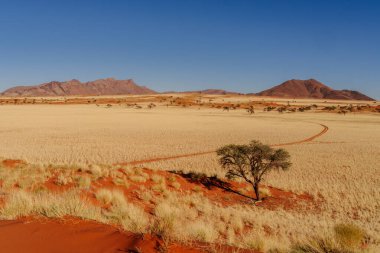 Namib Çölü 'nde kum tepeleri ve Namibya' nın ön planında ağaçlar.