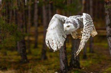 Kar Baykuşu Bubo scandiacus, Strigidae familyasından bir baykuş türüdür..