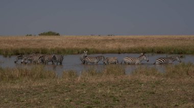 Zebras grazing in groups at sunset in Mara triangle during migration season