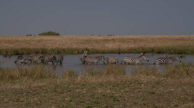 Zebras grazing in groups at sunset in Mara triangle during migration season