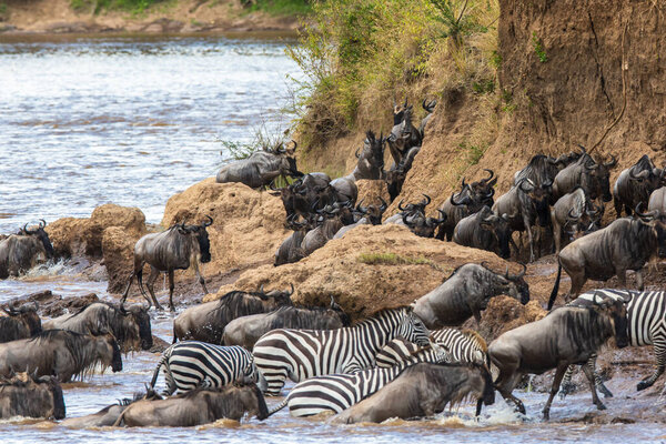 herd of zebras and wildebeest migrating across the mara afrika river kenya