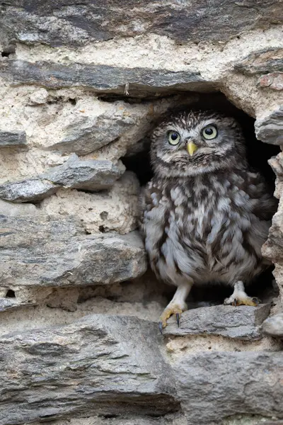 Baykuşgiller (Strigidae) familyasından Kuzey Afrika 'da, Avrupa ve Asya' nın büyük bir bölümünde bulunan baykuş türü..