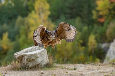 Büyük kartal baykuşu (