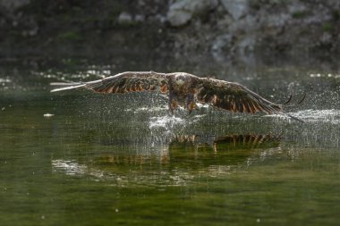 White Tailed Eagle (Haliaeetus albicilla) in flight. Also known as the ern, erne, gray eagle, Eurasian sea eagle and white-tailed sea-eagle. Wings Spread. Poland, Europe. Birds of prey.