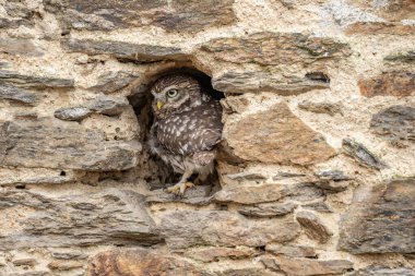 Baykuşgiller (Strigidae) familyasından Kuzey Afrika 'da, Avrupa ve Asya' nın büyük bir bölümünde bulunan baykuş türü..