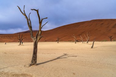 Ölü Camelthorn ağaç kırmızı tepeleri ve Deadvlei, Sossusvlei mavi gökyüzünde karşı. Namib-Naukluft Milli Parkı, Namibya, Afrika