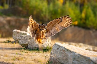 Büyük kartal baykuşu (