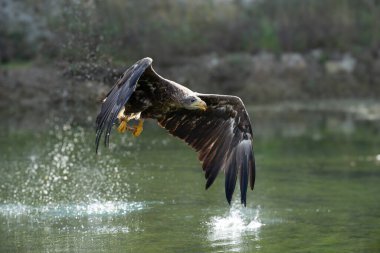 Beyaz Kuyruklu Kartal (Haliaeetus albicilla) havada. Ayrıca ern, erne, gri kartal, Avrasya deniz kartalı ve beyaz kuyruklu deniz kartalı olarak da bilinir. Kanatlar açılsın. Polonya, Avrupa. Yırtıcı kuşlar.