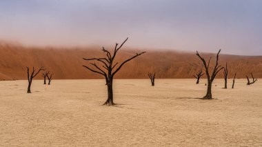 Ölü Camelthorn ağaç kırmızı tepeleri ve Deadvlei, Sossusvlei mavi gökyüzünde karşı. Namib-Naukluft Milli Parkı, Namibya, Afrika