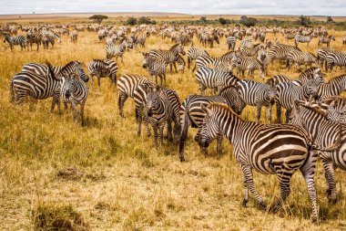 Göç Zeber Afrika Kenya masai Mara