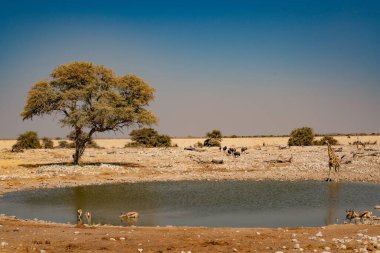 Afrika namibya antilop ve antilop sürüsüyle sulanır.