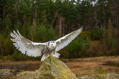 Kar Baykuşu Bubo scandiacus, Strigidae familyasından bir baykuş türüdür..