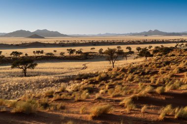Namib Çölü 'nde kum tepeleri ve Namibya' nın ön planında ağaçlar.