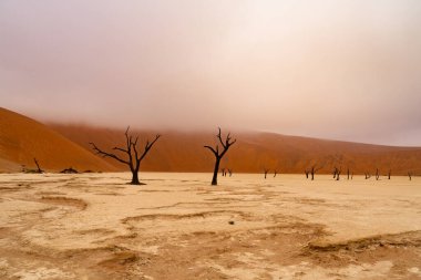 Ölü Camelthorn ağaç kırmızı tepeleri ve Deadvlei, Sossusvlei mavi gökyüzünde karşı. Namib-Naukluft Milli Parkı, Namibya, Afrika