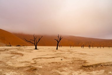 Dead Camelthorn Trees against red dunes and blue sky in Deadvlei, Sossusvlei. Namib-Naukluft National Park, Namibia, Africa clipart