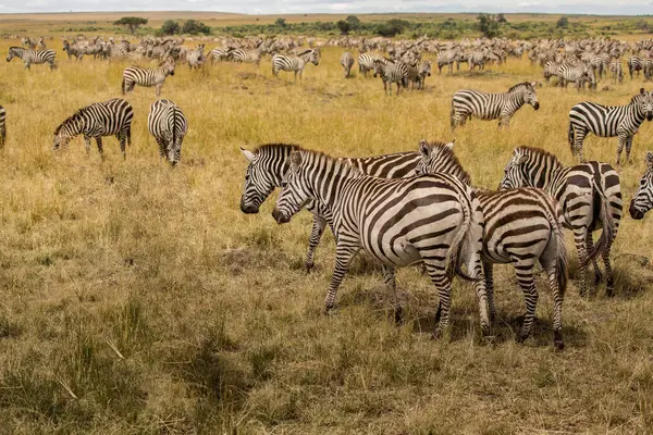 stock image migration zeber africa kenya masai mara