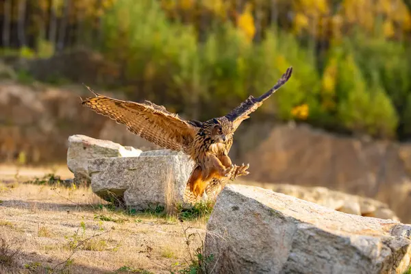 stock image The great eagle owl (Bubo bubo) is a large species of owl in the Strigidae family. It is the largest European owl.