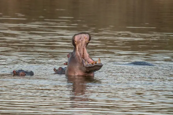 stock image The common hippopotamus (Hippopotamus amphibius), or hippo, is a large, mostly herbivorous mammal in sub-Saharan Africa