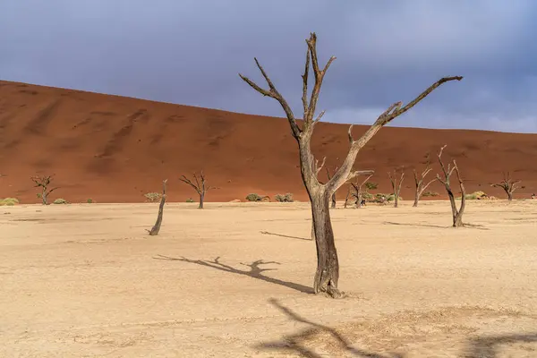 stock image Dead Camelthorn Trees against red dunes and blue sky in Deadvlei, Sossusvlei. Namib-Naukluft National Park, Namibia, Africa