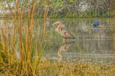 Mor balıkçıl (Ardea purpurea) Avrupa 'da göçmen ardeid üretimi ve kışı Afrika' da geçirme