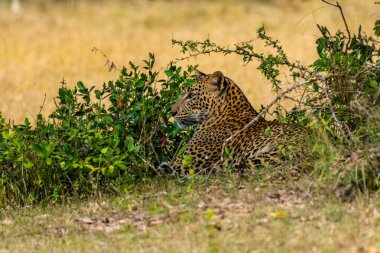 Panthera Paradus Kotiya (Sri Lanka Leoparı), kameraya poz veriyor.