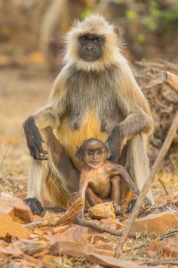 Hanuman Langurs (Semnopithecus entellus) Mandore Garden, Jodhpur, Hindistan.