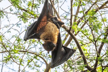 Hindistan 'da uçan tilki ya da daha büyük Hint meyve yarasası veya Pteropus giganteus' un yüzü ya yakın çekim ya da Ranthambore Ulusal Parkı kaplan koruma alanı Rajasthan Hindistan 'da kanat genişliğinde göz teması ile ağaca asılı portre.