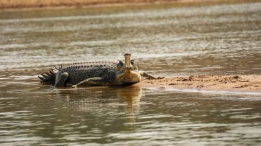 Gavialis Gangeticus doğada. Açık ağızlı timsah, suda rahatla..