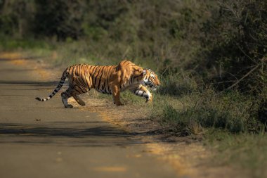 Amur Tiger, Panthera Tigris Altaica, uzanmış etrafı izliyor.