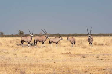 Orix Antilobu Namibya Sokağı yakınında Kırmızı Kum